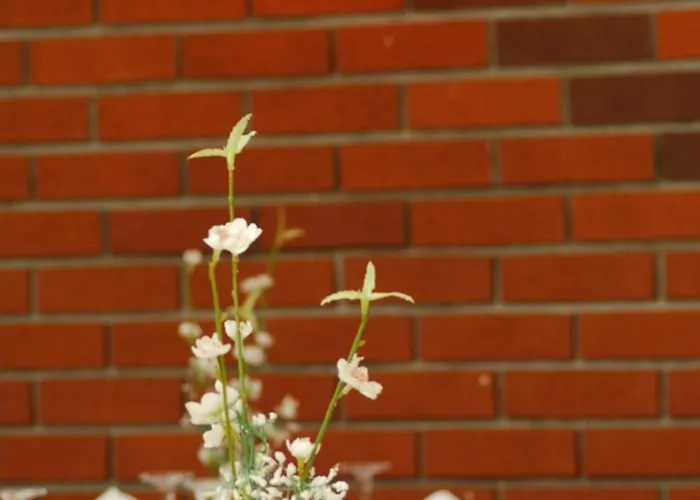 Bilkay Ξενοδοχείο Αλάνια